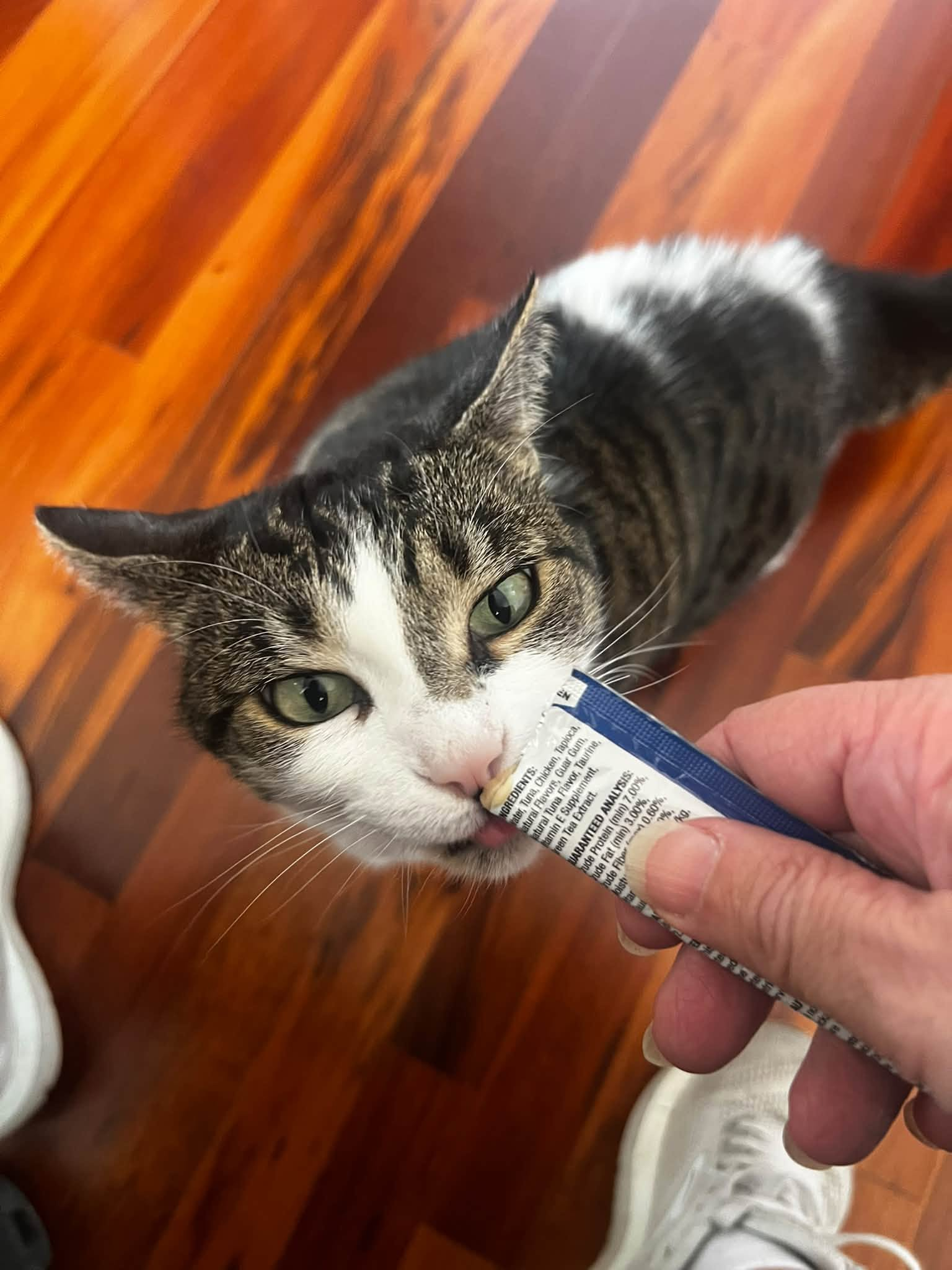 Cat receiving a treat
