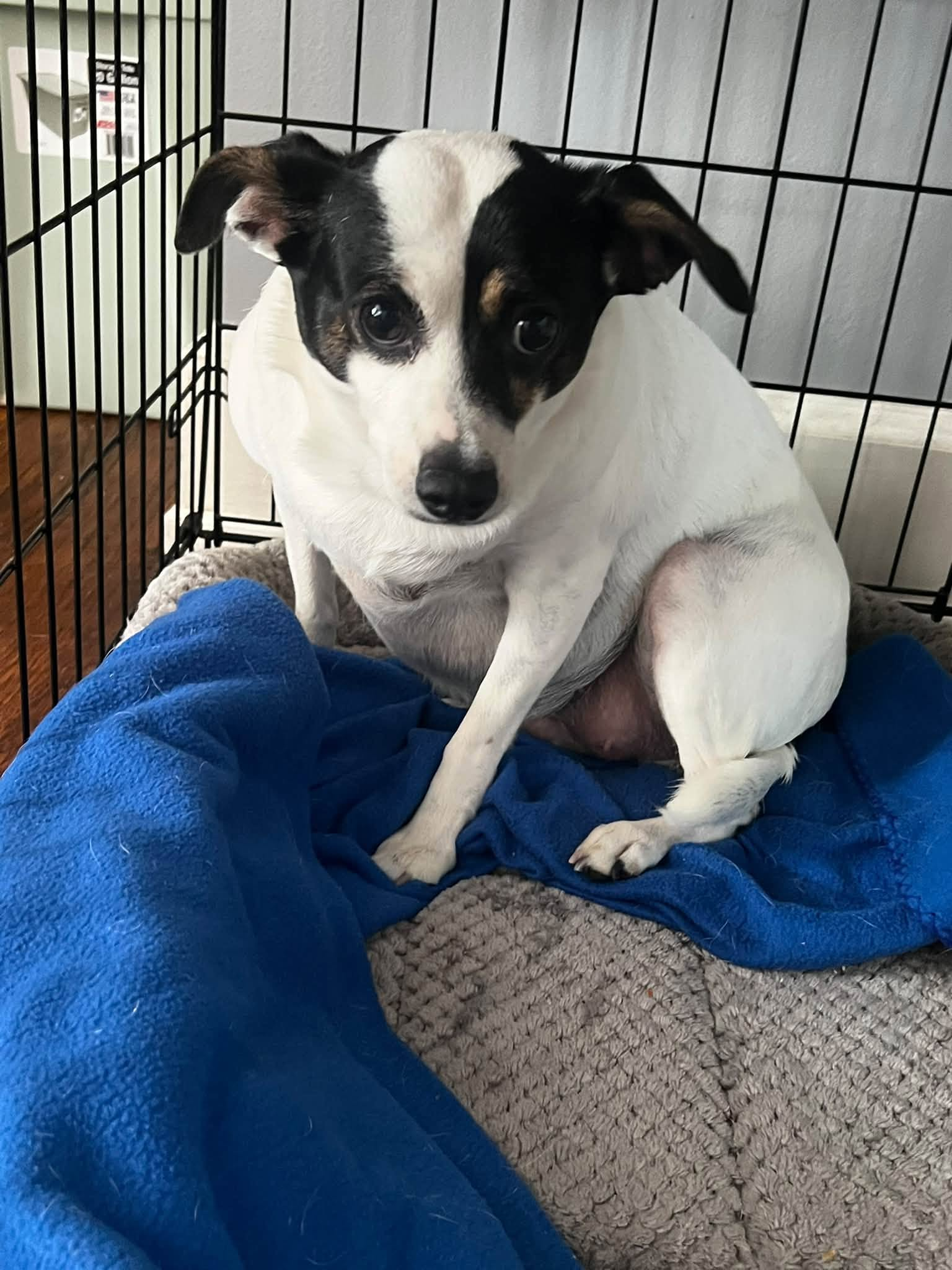 Small dog resting in crate