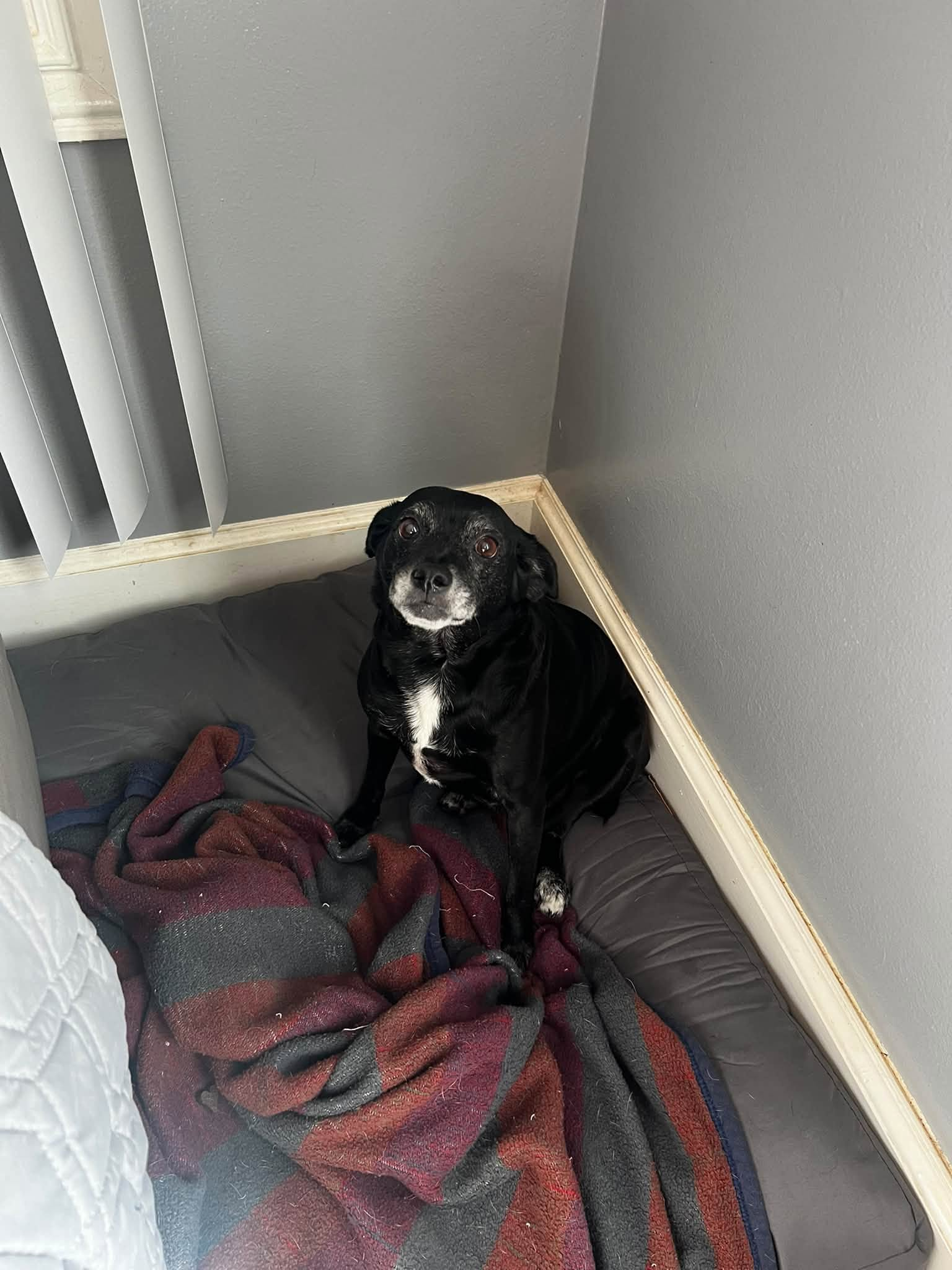 Black dog