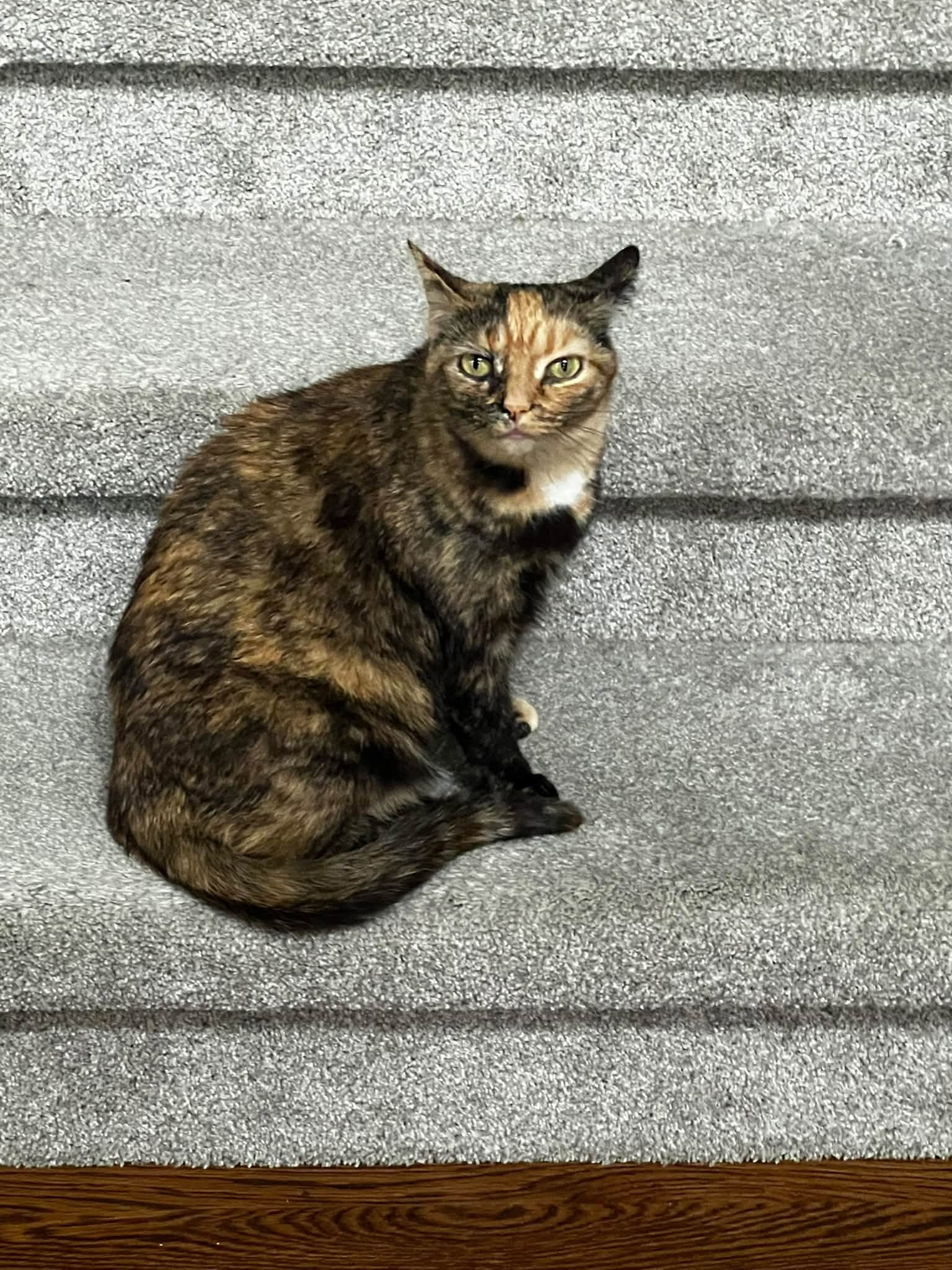 Tortoiseshell cat