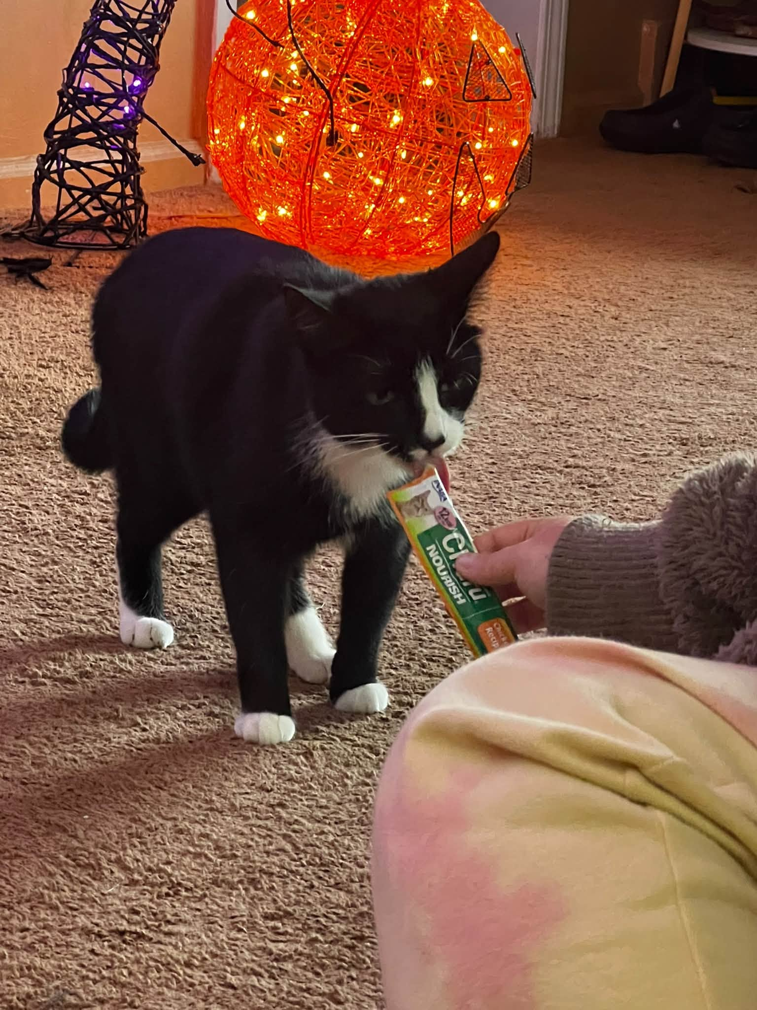 Black and white cat