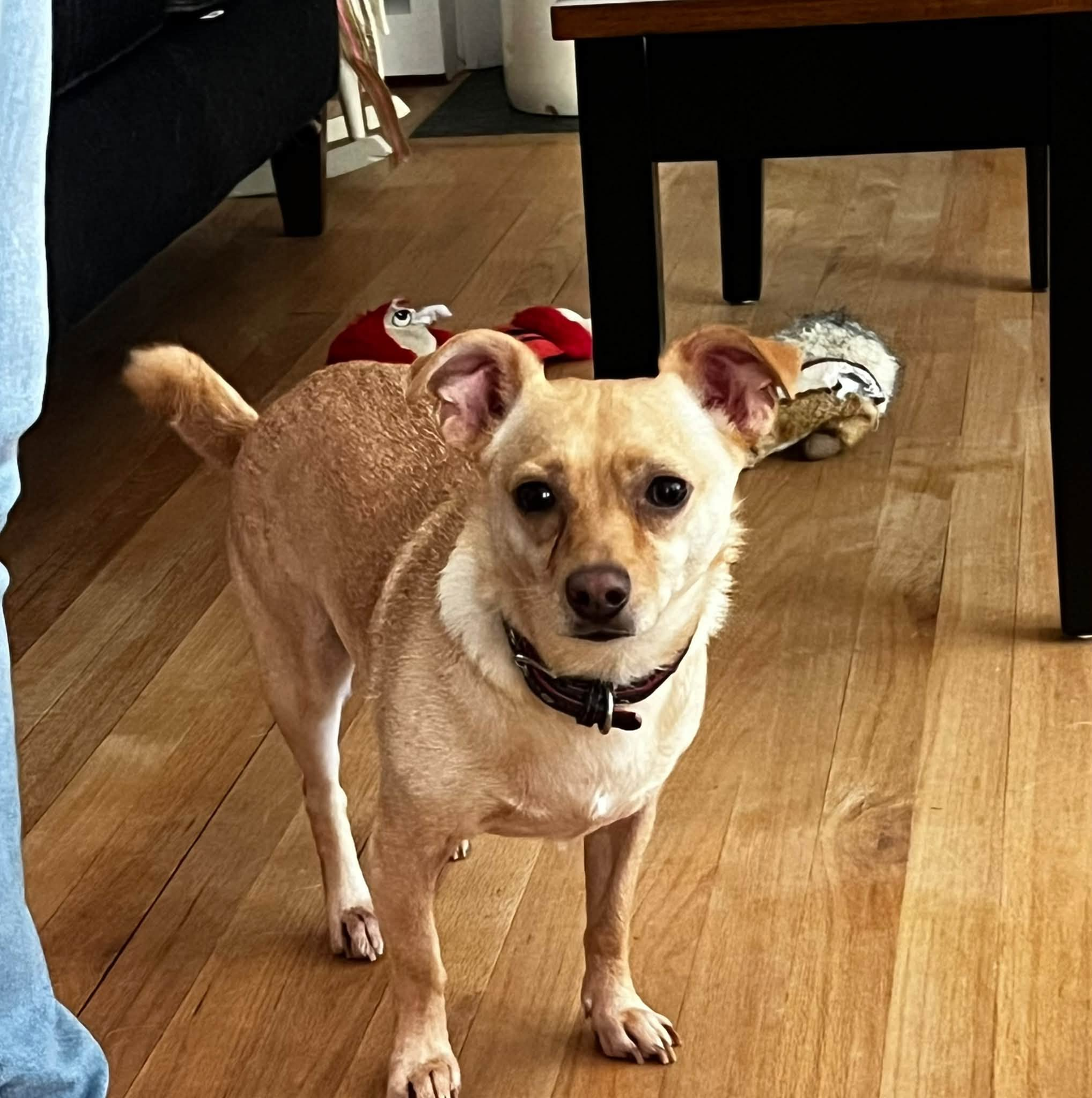 Small tan dog