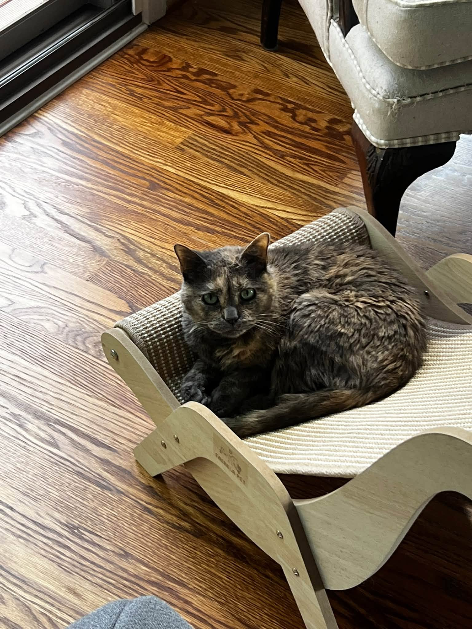 Cat on scratcher