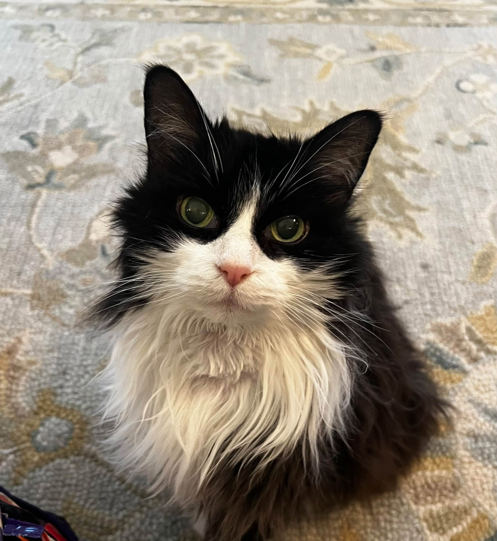 Long-haired black and white cat
