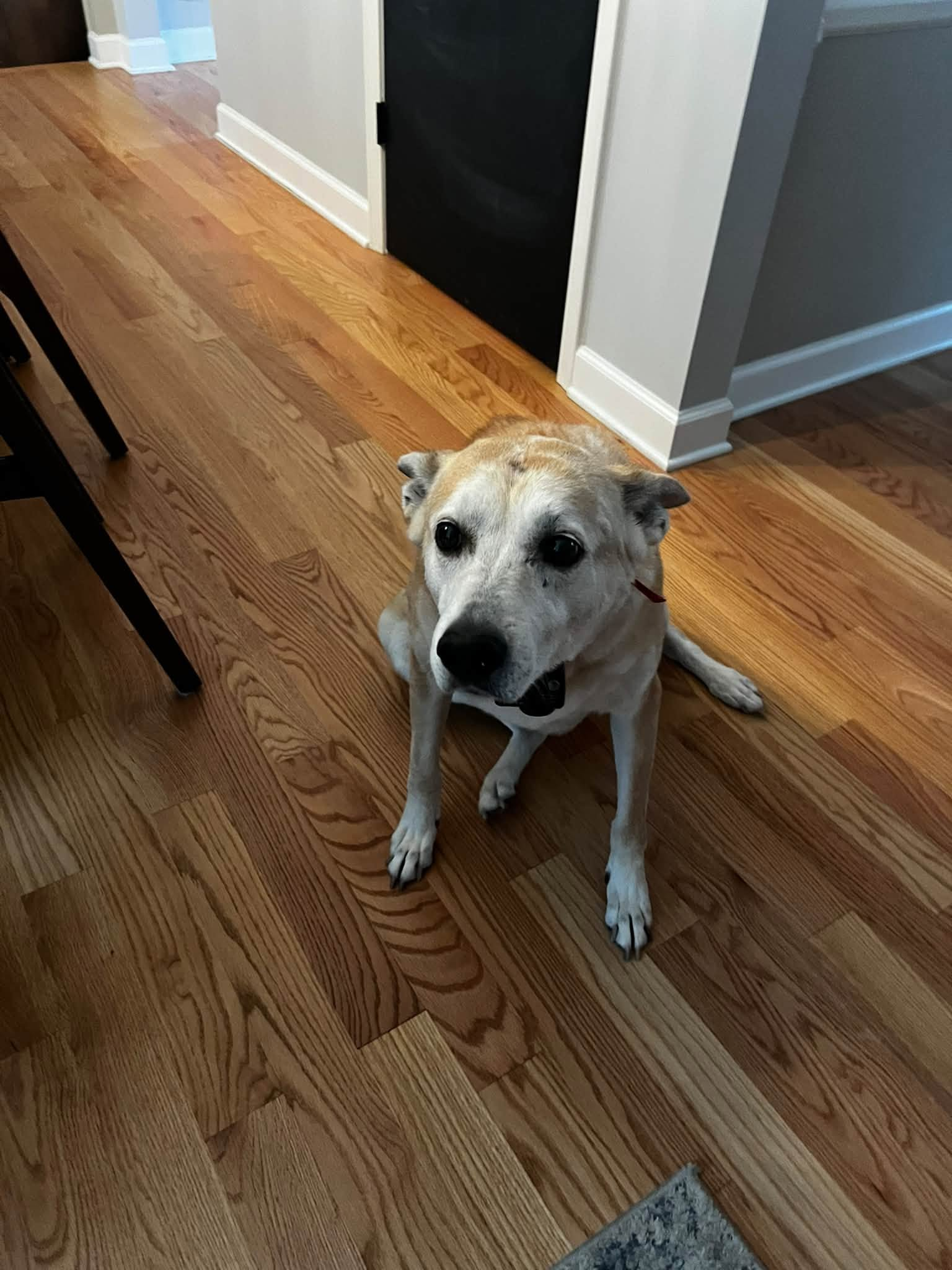Older dog