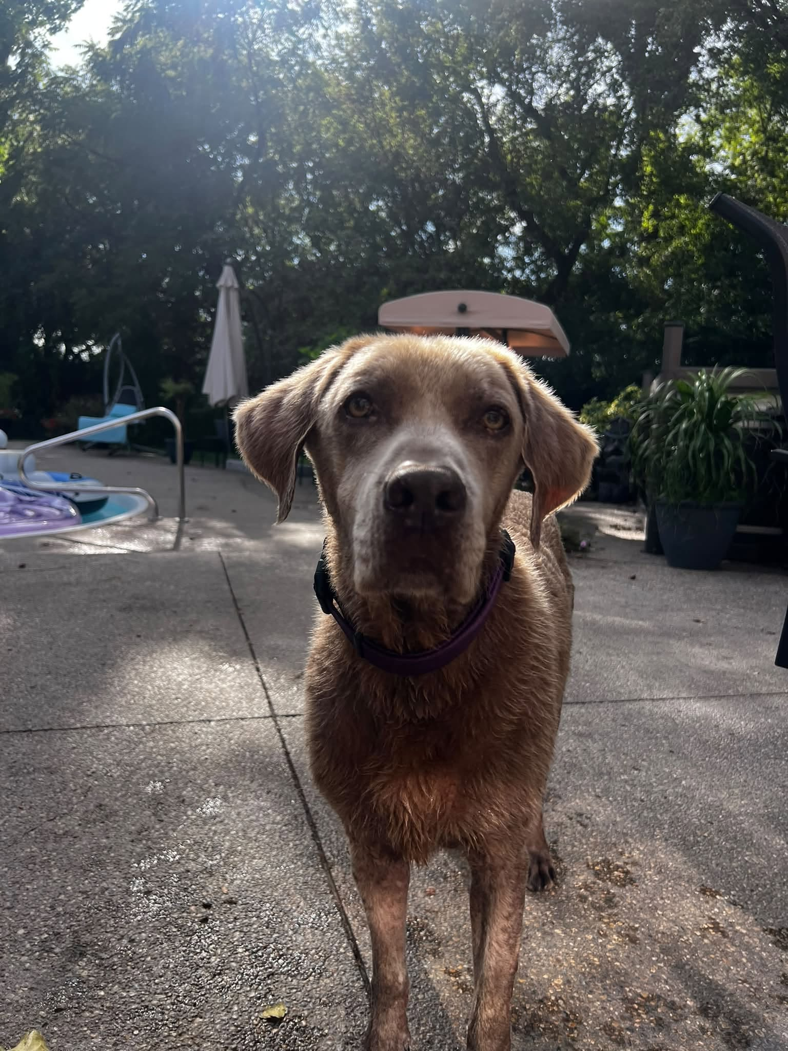 Four dogs by a pool