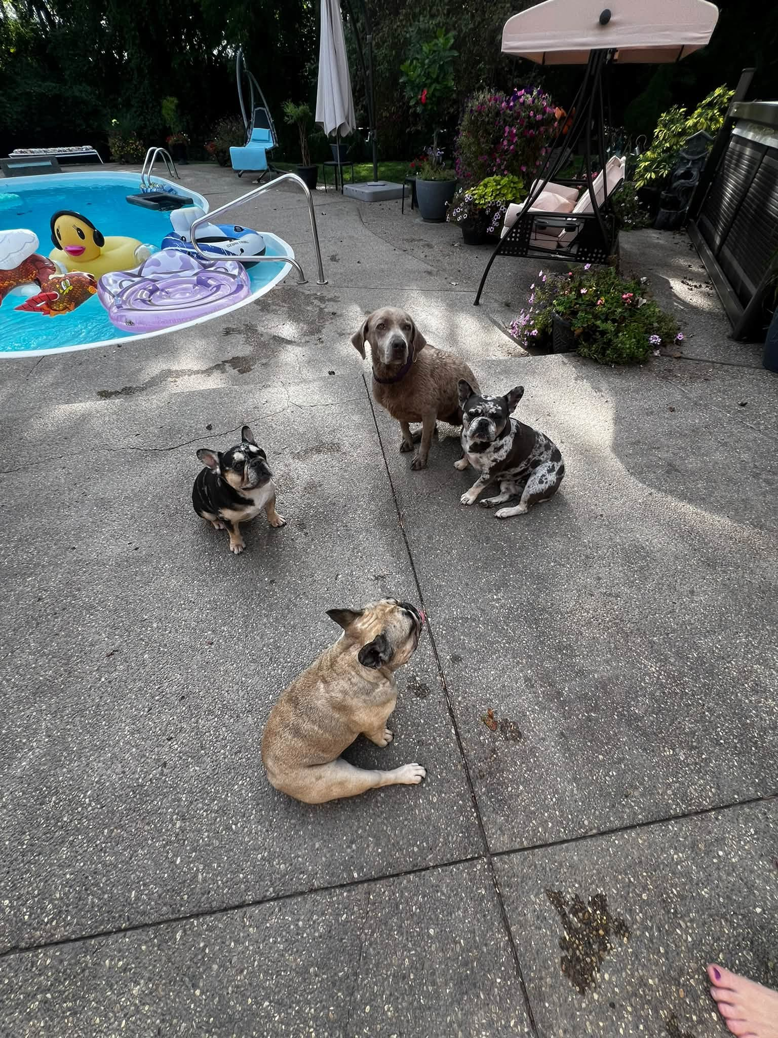 Dog with water bowl