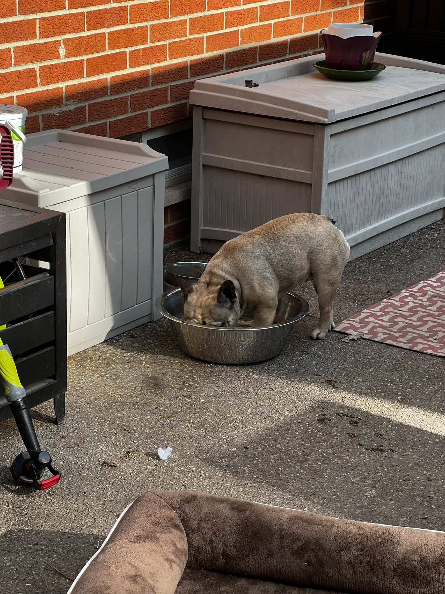 Group of dogs outdoors