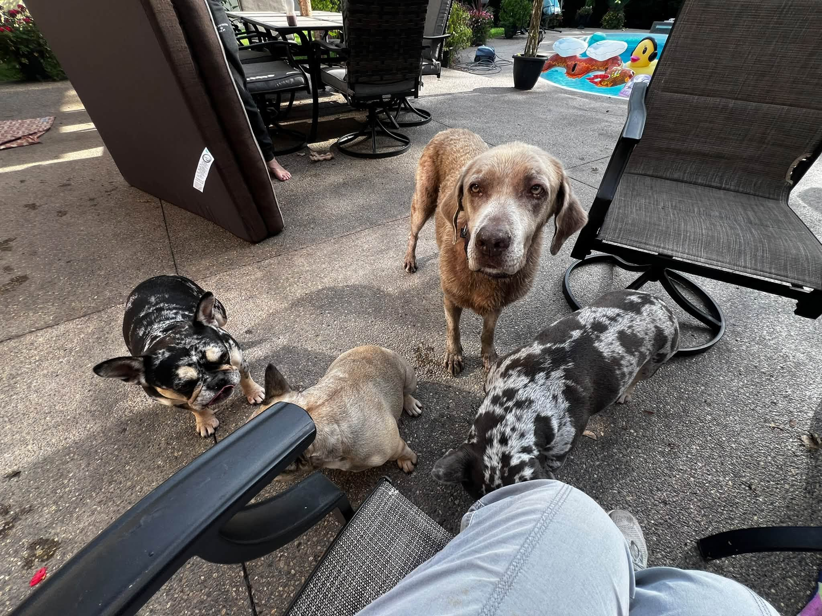 Pets at home